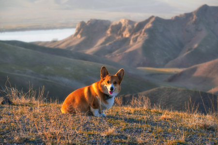 red corgi dog on a natural background in the steppe in the mountains near the riverの写真素材