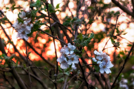 a Beautiful blooming mountain apple orchard at sunsetの写真素材
