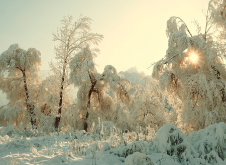 beautiful snowy winter landscape with forest and sun. winter day in forest with the sun shining through the snow covered treesの写真素材