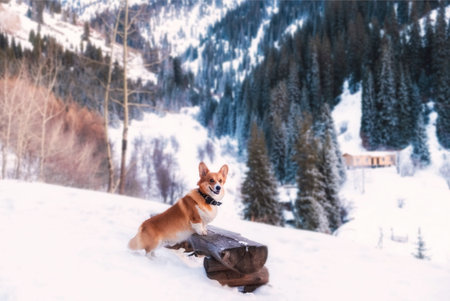 Portrait of dog of the Welsh Corgi Pembroke breed against the backdrop of winter snowy mountains. Kimasar gorge with beautiful Spruce forest in Almaty Kazakhstanの写真素材