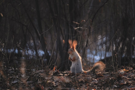 A curious squirrel sits in the sun in early spring in a forest or parkの写真素材