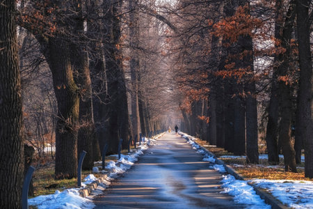 Beautiful Oak Alley in a city park in early spring
