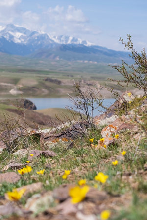 Small yellow wild tulips on the shore of a mountain lake in spring. Reservoir Bestobe, Bestyubinskoye or Mainakskoye in Kazakhstanの写真素材