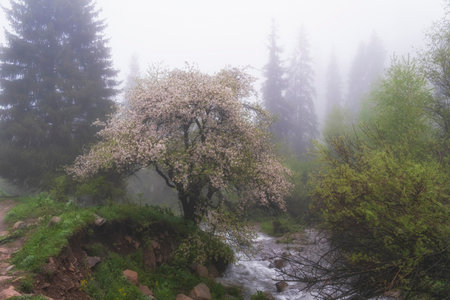 Wild flowering tree Apple tree in the foggy spring mountains near a stormy river against the backdrop of tall fir trees. Tien Shan mountains of Trans-Ili Alatau in Almaty, Kazakhstanの写真素材