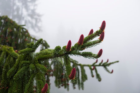 Pink cones on a spruce tree in spring with raindrops on the branches.の写真素材