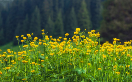 a large clearing of beautiful wild yellow Buttercup flowers, near a spruce forest in the spring mountains.の写真素材