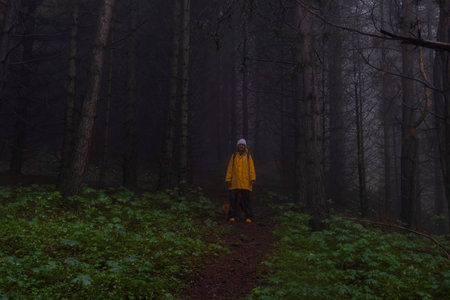 A woman in a yellow raincoat walks along a path through a dark foggy mystical spring forest during the rainの写真素材