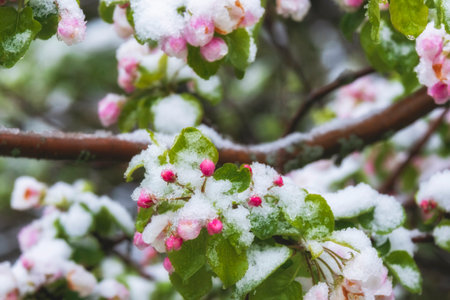 Sudden May snow over apple tree flowers in the garden close-up during spring frostsの写真素材