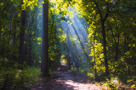 morning rays of sun in the fog in alley in the beautiful forest or summer parkの写真素材