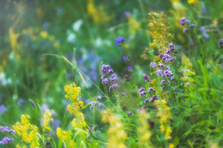 Mountain herb oregano and St. John's worth in a sunny meadowの写真素材
