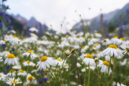 Summer landscape with chamomile field in the mountains, flowers sway in the wind on a sunny dayの写真素材