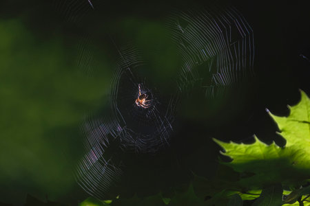 The Cross Spider weaves its web in the summer forest. Transparent round network on a green backgroundの写真素材