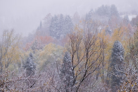 The first snowfall in the mountains in autumn, the trees have not yet fallen and the snow is already falling on the yellow leavesの写真素材