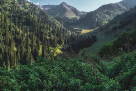 Green fragrant juniper and Gorelnik gorge in the mountains of Almaty, Kazakhstan in summer with the...