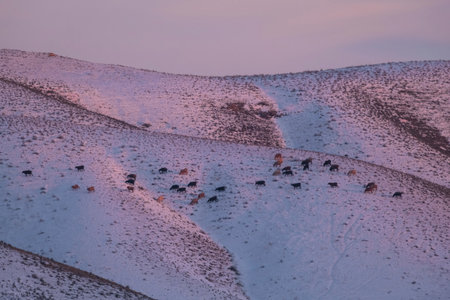 A flock of farm animals walks along the snowy hills at sunsetの写真素材