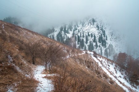 path in the mountains overlooking snowy mountains with spruce forest at the end of autumnの写真素材