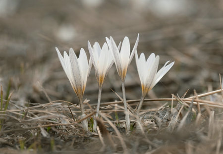 Alatavicus crocus is The first spring flowers snowdrops or saffron, beautiful white delicate...