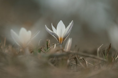 early primrose Alatavicus crocus is The first spring flowers snowdrops or saffron, beautiful white delicate flowers.の写真素材