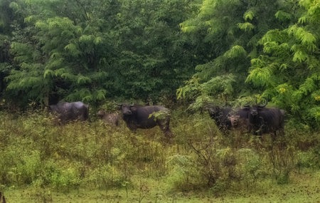 Water buffaloes in the jungles of Yala National Park in Sri Lankaの写真素材