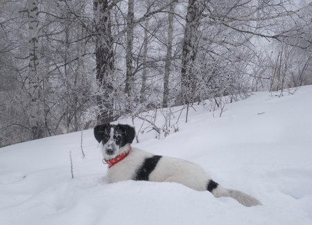 Portrait of a young black and white dog with a frosted muzzle and a red collar on the snow in a winter mountain forestの写真素材