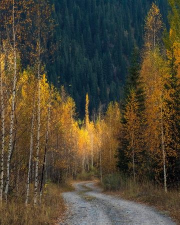 Winding road in beautiful autumn forest in mountains. Golden autumn in Issyk gorge Almaty,...