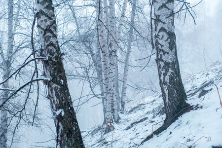 Mystical foggy landscape in birch mountain forest in winter