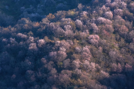 Pink Hills by Blooming apricot trees in spring in gardens in the foothills of Almaty, Kazakhstan.の写真素材