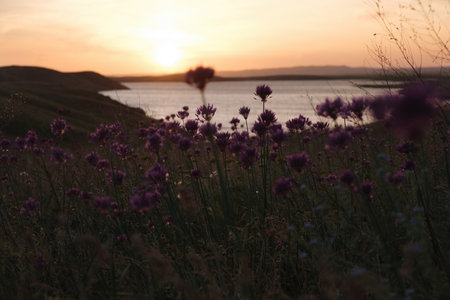 Wild garlic flowers against the sunset over a steppe lake in Kazakhstan. Kakpatas reservoir on the Kordai pass.の写真素材