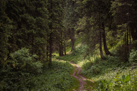 Forest landscape in the morning mountains where a grassy dirt road goes into the wild thicket among...