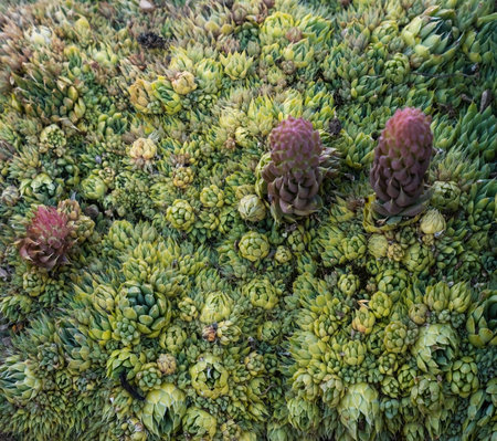 Tickets of the plant Stone Rose, Stone Flower or Sempervivum in the wild nature of the mountains