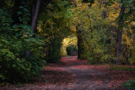 A path winds through a forest where the trees on either side form a natural tunnel or arch. The...