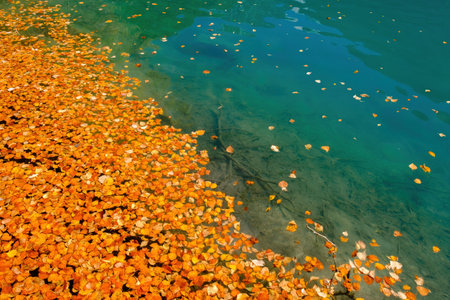 Orange and yellow leaves float on crystal clear turquoise water. A tranquil natural scene, perfect for a backdrop.の写真素材