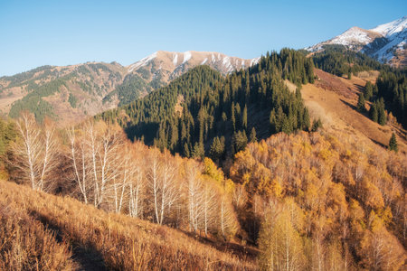 An autumn landscape with yellowed leaves and snow-capped mountain peaks. These views are typical of the Tien Shan Mountains, located near Almaty in Kazakhstan.の写真素材