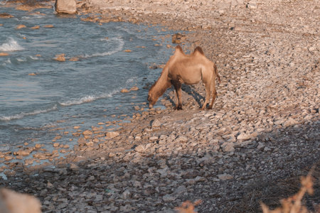 The mighty Bactrian double-humped camel leans to the water's edge to drink on the rocky shore of the legendary Lake Balkhash, Kazakhstanの写真素材