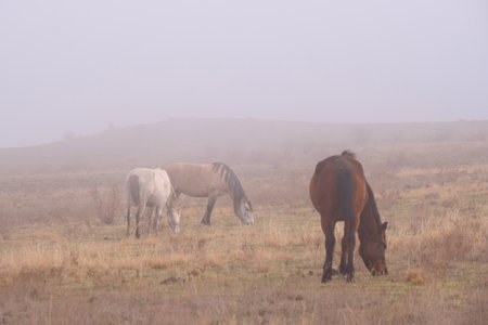 Free wild horses graze on the yellowed grass of the autumn steppe, shrouded in thick morning fog, creating a mystical and serene landscape, Kazakhstanの写真素材