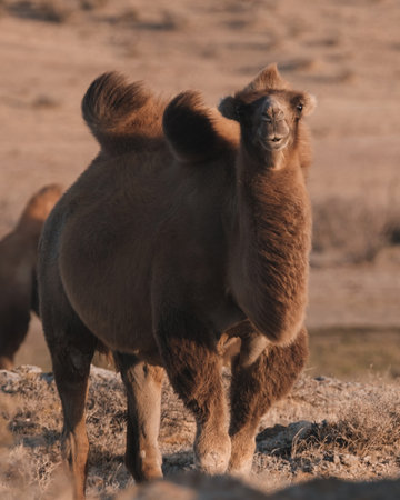 A mighty Bactrian in the golden light of sunset, a two-humped camel among the dry steps, in a proud and confident poseの写真素材