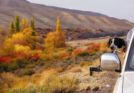 The companion dog stuck its muzzle out of the SUV window, enjoying the wind and autumn colors of the steppe hills along the Canyon road of the Timerlik River, Kazakhstan.の写真素材