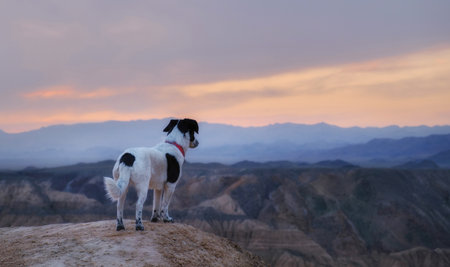 Traveler dog on the edge of the cliff of the Moon Canyon: silhouette of a pet against the background of sunset and lilac mountains near the Charyn River, Almaty region, Kazakhstanの写真素材