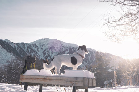 The dog stands on a snow-covered wooden bench, admiring the panoramic view of the snow-capped...