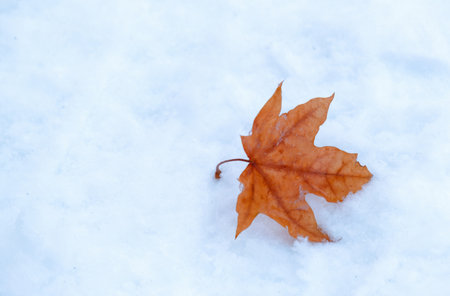 A lonely autumn maple leaf on white snow. The contrast of orange and white. Nature. Late autumn,...