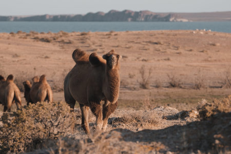 A group of wild Bactrian camels, Camelus bactrianus, in their natural habitat. A camel looks at the camera in close-up against the background of an arid landscape, a reservoir and hills. Travel, nature, animals of Asia, Kazakhstan, desertの写真素材