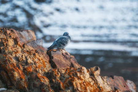 A wild pigeon sits on a sheer ledge of rock covered with orange lichen. In the background is a blurred winter landscape with snow. Contrast of warm stone and cold background. The theme of bird survival in the mountains, wildlife and resilience to harsh conditions.の写真素材