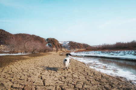 The dog stands on the drought-cracked land by the shore of a shallow river. A contrasting landscape with dry soil, remnants of ice on the water and snow-capped hills on the horizon. The theme of climate change, environmental issues and a faithful companion on a journey through the wilderness. The atmosphere of loneliness and spaciousnessの写真素材