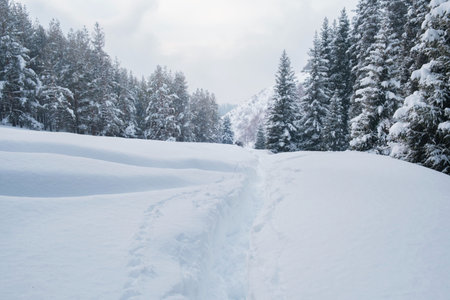 A deep trail through freshly fallen snow in the winter mountain forest of Almaty in Kazakhstan. A...