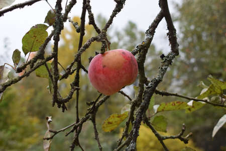 apple on a branch close-upの写真素材