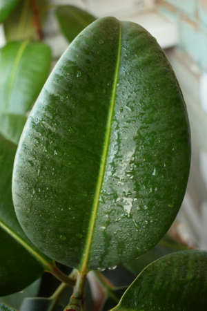 ficus rubber leaf close-upの写真素材