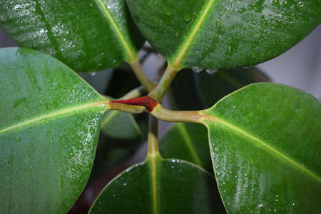 ficus rubber-bearing close-upの写真素材