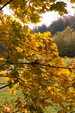 Maple in the park in autumnの写真素材