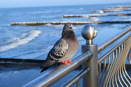 Wild pigeon on the background of the seaの写真素材