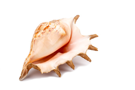 Sea shell isolated on white